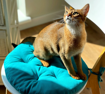Round Teal Chair Cushion for Your Home