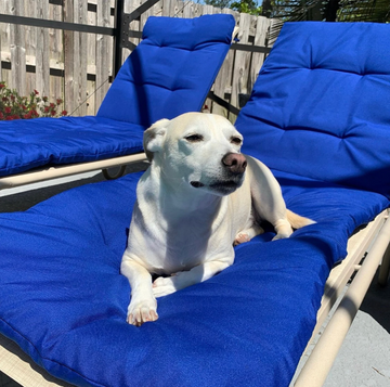 Chaise Lounge Electric Blue Cushion for Your Home